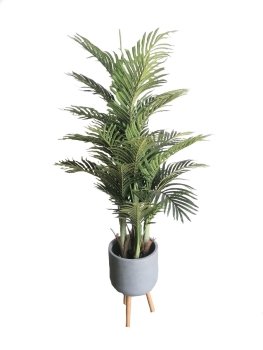 Areca palm Dubai